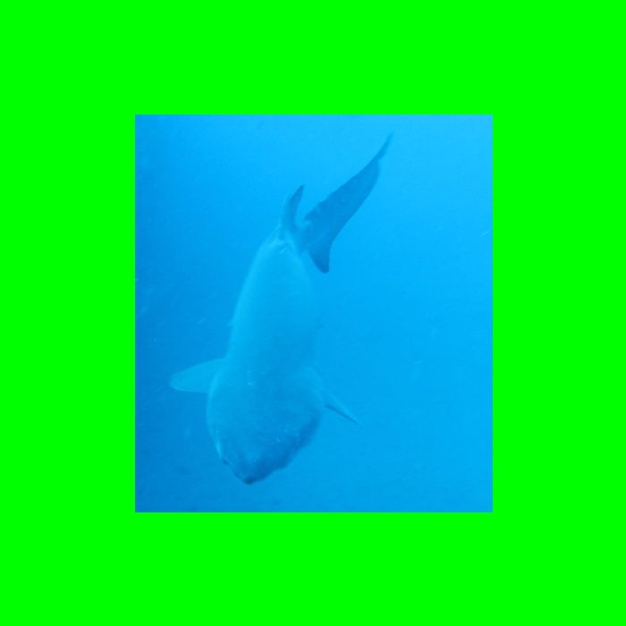 Dive NC 4-Jul-09_594 Shark-1.jpg